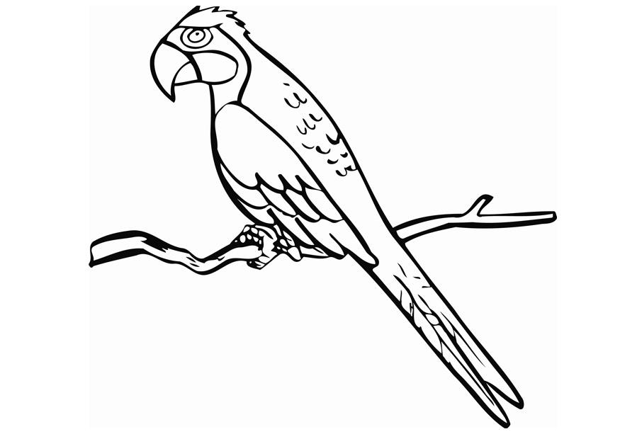 Página para colorir: Papagaio (animais) #16084 - Páginas para Colorir Imprimíveis Gratuitamente