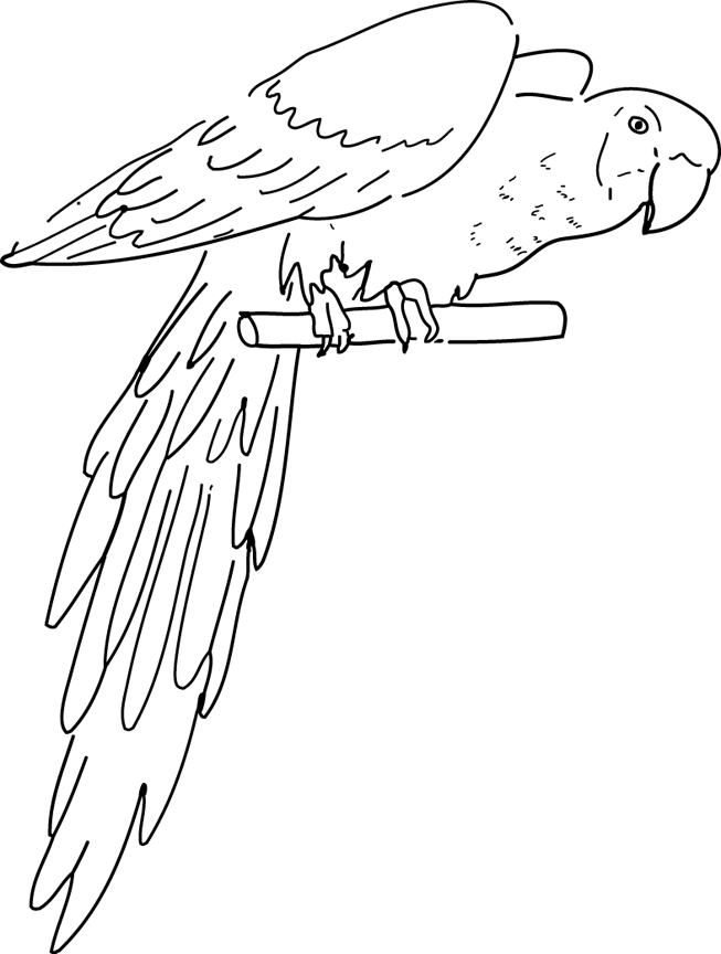 Página para colorir: Papagaio (animais) #16091 - Páginas para Colorir Imprimíveis Gratuitamente