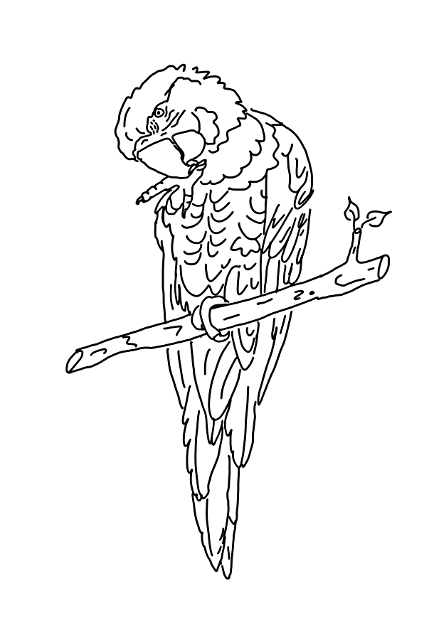 Página para colorir: Papagaio (animais) #16102 - Páginas para Colorir Imprimíveis Gratuitamente