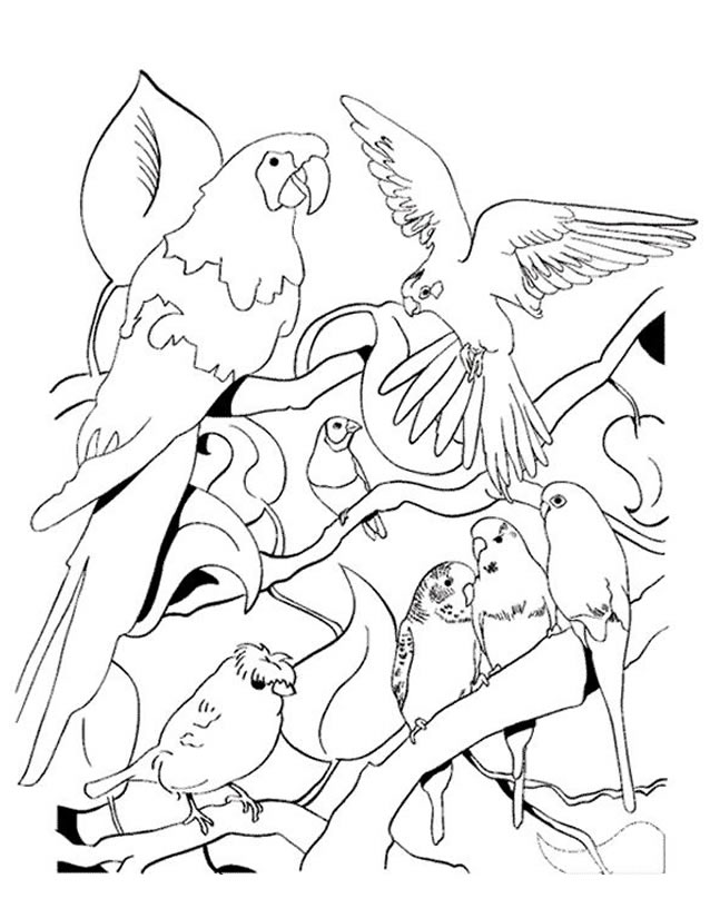 Página para colorir: Papagaio (animais) #16147 - Páginas para Colorir Imprimíveis Gratuitamente