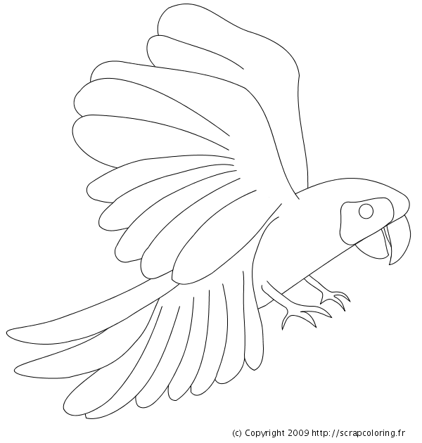 Página para colorir: Papagaio (animais) #16160 - Páginas para Colorir Imprimíveis Gratuitamente