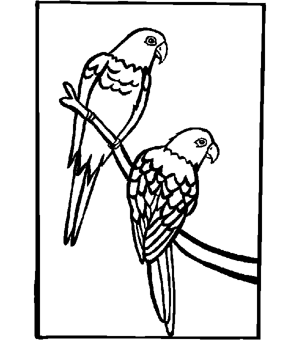 Página para colorir: Papagaio (animais) #16212 - Páginas para Colorir Imprimíveis Gratuitamente