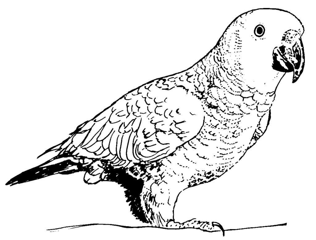 Página para colorir: Papagaio (animais) #16251 - Páginas para Colorir Imprimíveis Gratuitamente