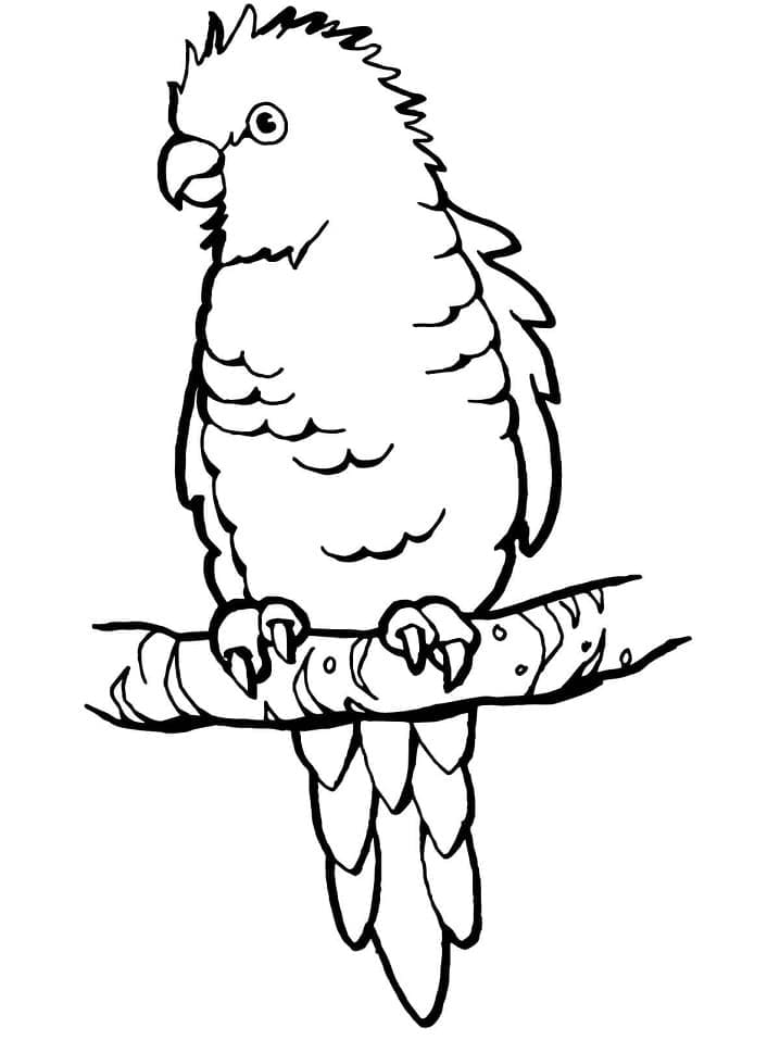 Desenho gratuito Papagaio #179103 da colecao Animais para imprimir