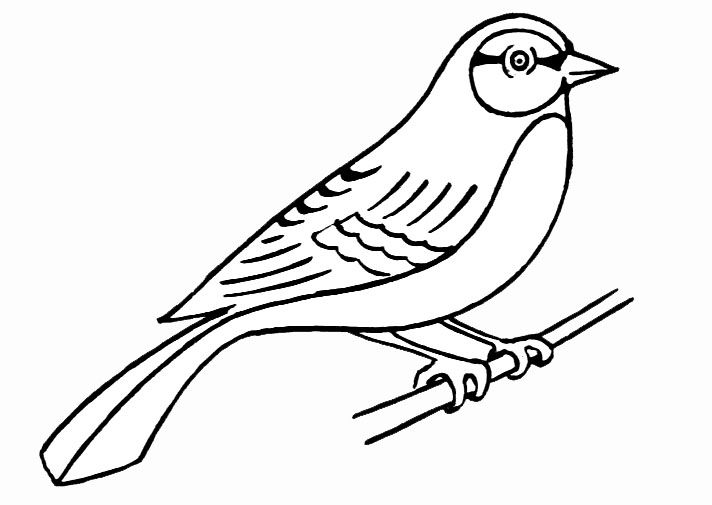 Página para colorir: pássaros (animais) #11861 - Páginas para Colorir Imprimíveis Gratuitamente
