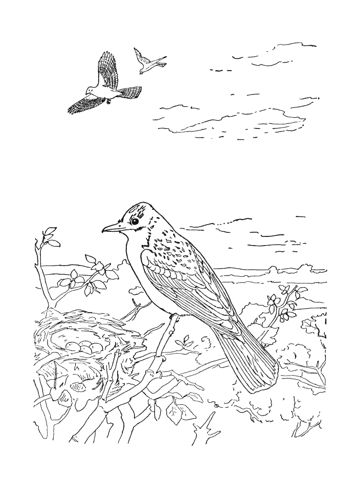 Página para colorir: pássaros (animais) #11938 - Páginas para Colorir Imprimíveis Gratuitamente