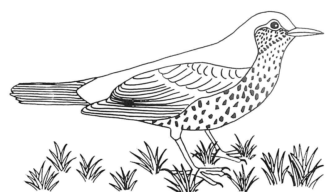 Página para colorir: pássaros (animais) #11973 - Páginas para Colorir Imprimíveis Gratuitamente