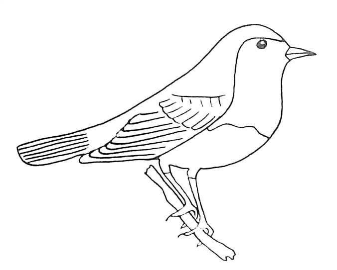 Página para colorir: pássaros (animais) #12021 - Páginas para Colorir Imprimíveis Gratuitamente