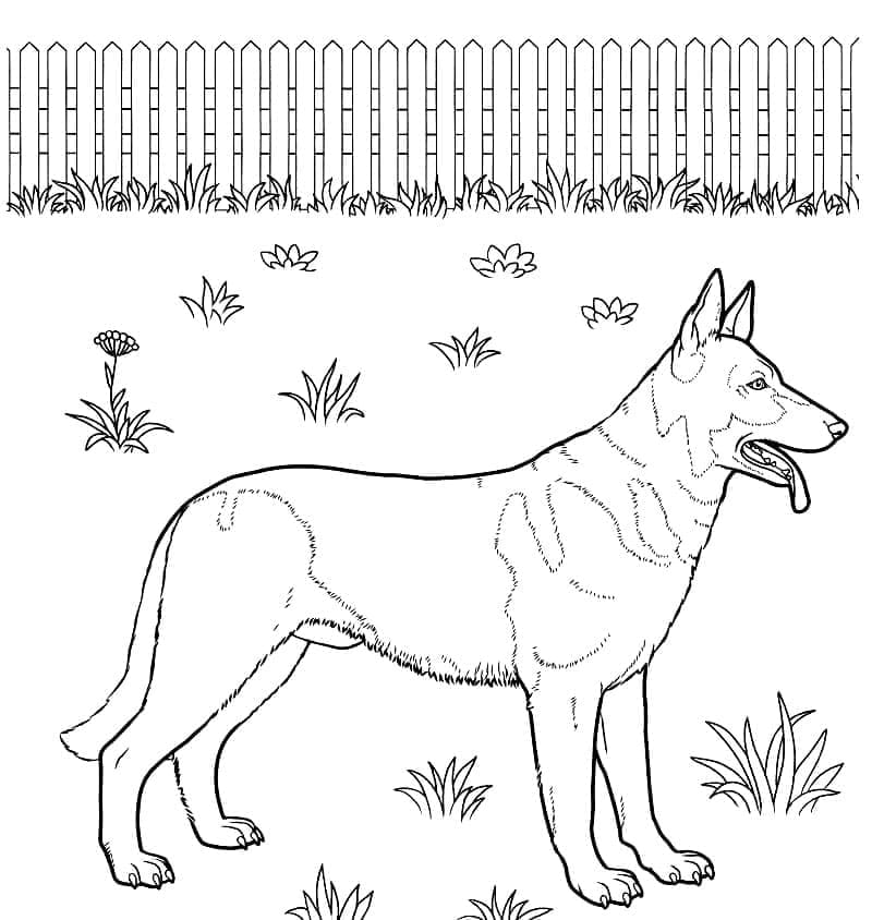 Desenho gratuito Pastor Alemão #214096 da colecao Animais para imprimir Desenho gratuito Pastor Alemão #214096 da colecao Animais para imprimir
