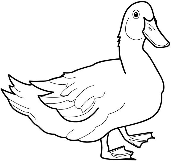 Página para colorir: Pato (animais) #1452 - Páginas para Colorir Imprimíveis Gratuitamente
