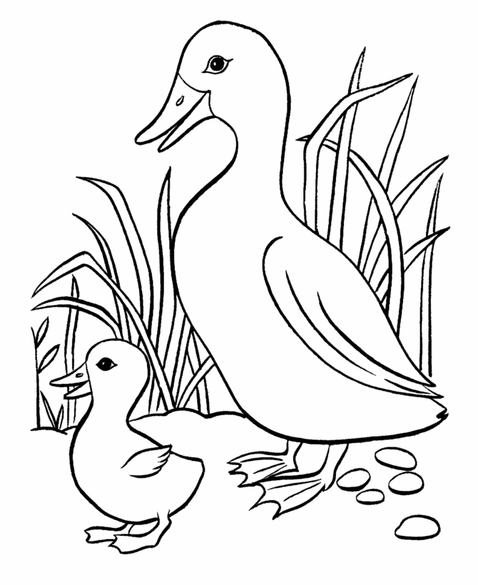 Página para colorir: Pato (animais) #1471 - Páginas para Colorir Imprimíveis Gratuitamente