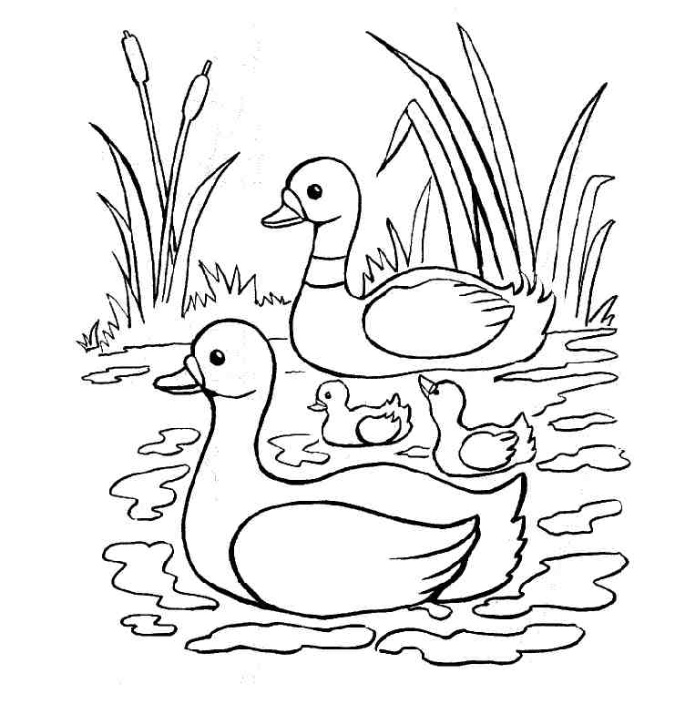 Página para colorir: Pato (animais) #1487 - Páginas para Colorir Imprimíveis Gratuitamente