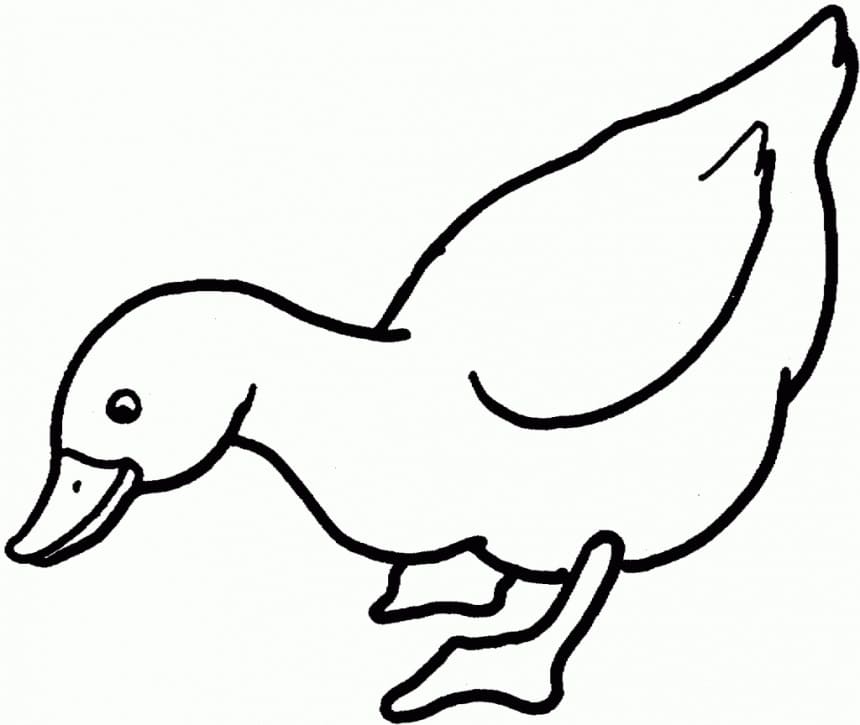 Desenho de Pato #185501 para colorir, da coleção Animais, imprimível grátis Desenho de Pato #185501 para colorir, da coleção Animais, imprimível grátis