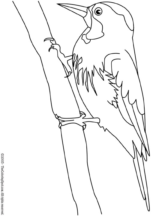 Página para colorir: pica-pau (animais) #16722 - Páginas para Colorir Imprimíveis Gratuitamente