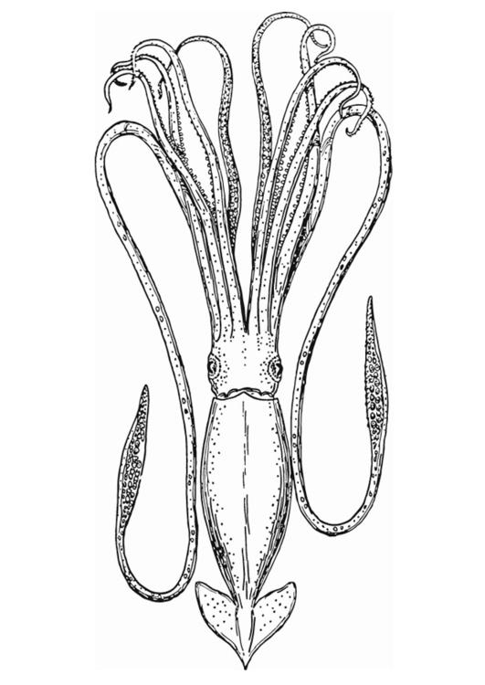 Página para colorir: Polvo (animais) #18945 - Páginas para Colorir Imprimíveis Gratuitamente