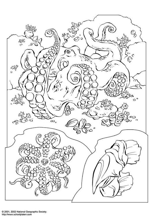 Página para colorir: Polvo (animais) #18985 - Páginas para Colorir Imprimíveis Gratuitamente