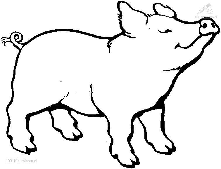 Desenho de Porco adulto para colorir  Desenhos para colorir e imprimir  gratis