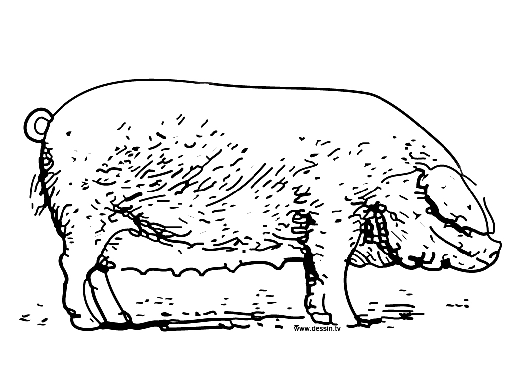 Página para colorir: Porco (animais) #3733 - Páginas para Colorir Imprimíveis Gratuitamente
