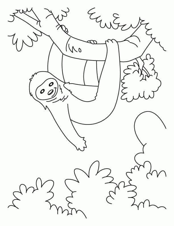 Desenho gratuito Preguiça #210406 da colecao Animais para imprimir
