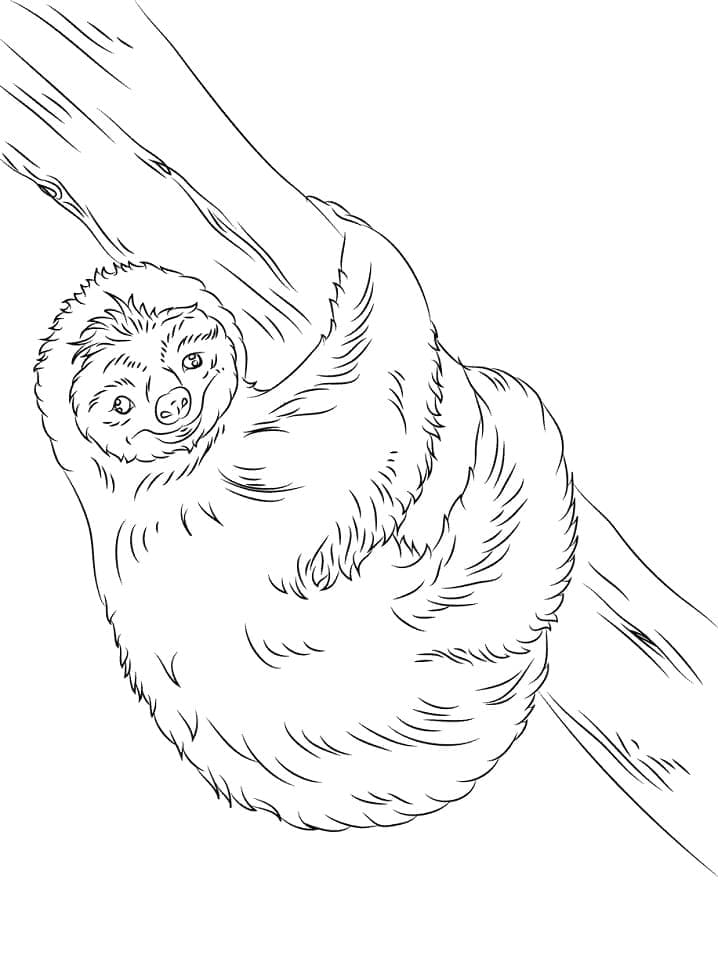 Desenho gratuito Preguiça #210409 da colecao Animais para imprimir