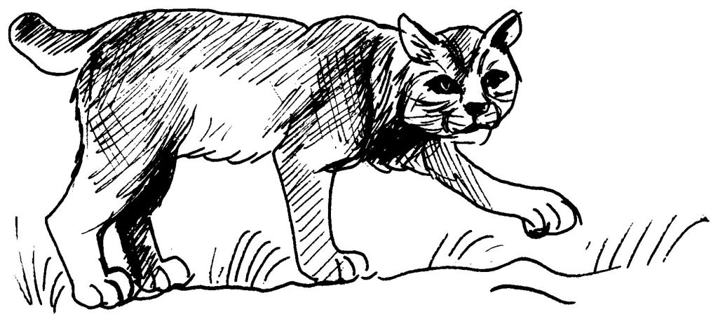 Página para colorir: Puma (animais) #4421 - Páginas para Colorir Imprimíveis Gratuitamente