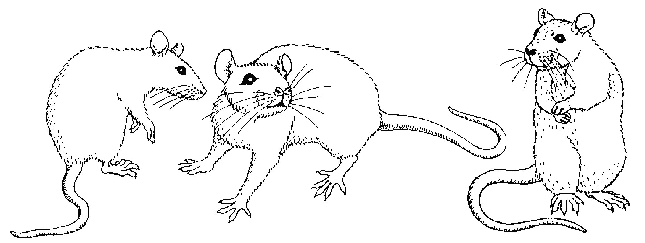 Página para colorir: Rato (animais) #14056 - Páginas para Colorir Imprimíveis Gratuitamente