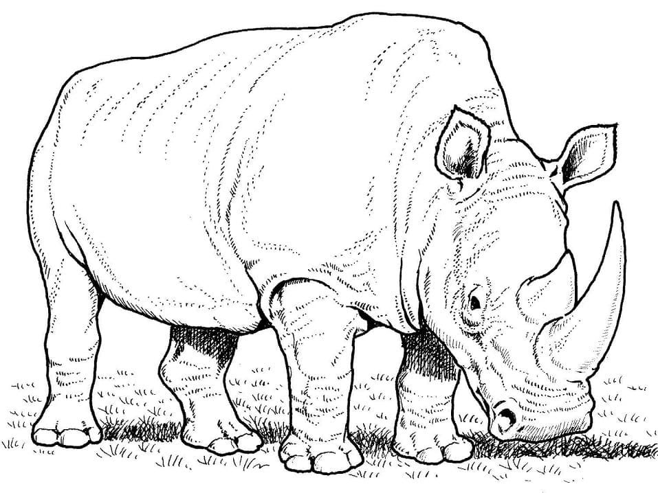Desenho gratuito Rinoceronte #206669 da colecao Animais para imprimir