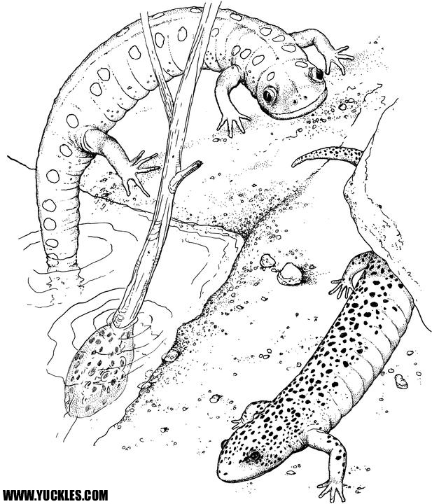 Página para colorir: Salamandra (animais) #19890 - Páginas para Colorir Imprimíveis Gratuitamente