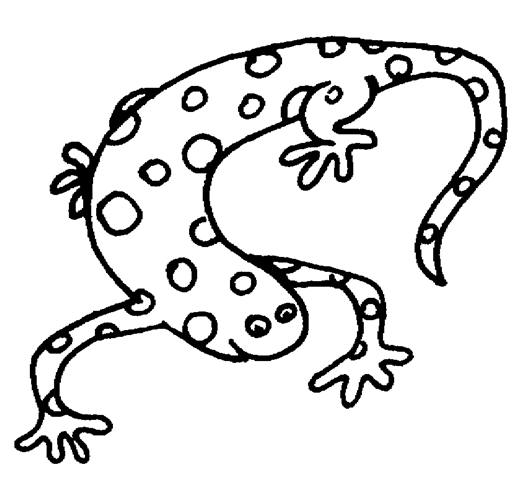 Página para colorir: Salamandra (animais) #19895 - Páginas para Colorir Imprimíveis Gratuitamente