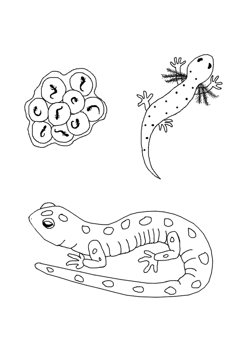 Página para colorir: Salamandra (animais) #19933 - Páginas para Colorir Imprimíveis Gratuitamente