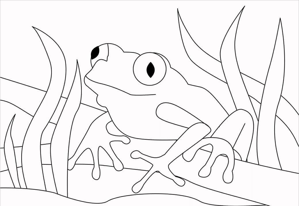Desenho gratuito Sapo #187323 da colecao Animais para imprimir