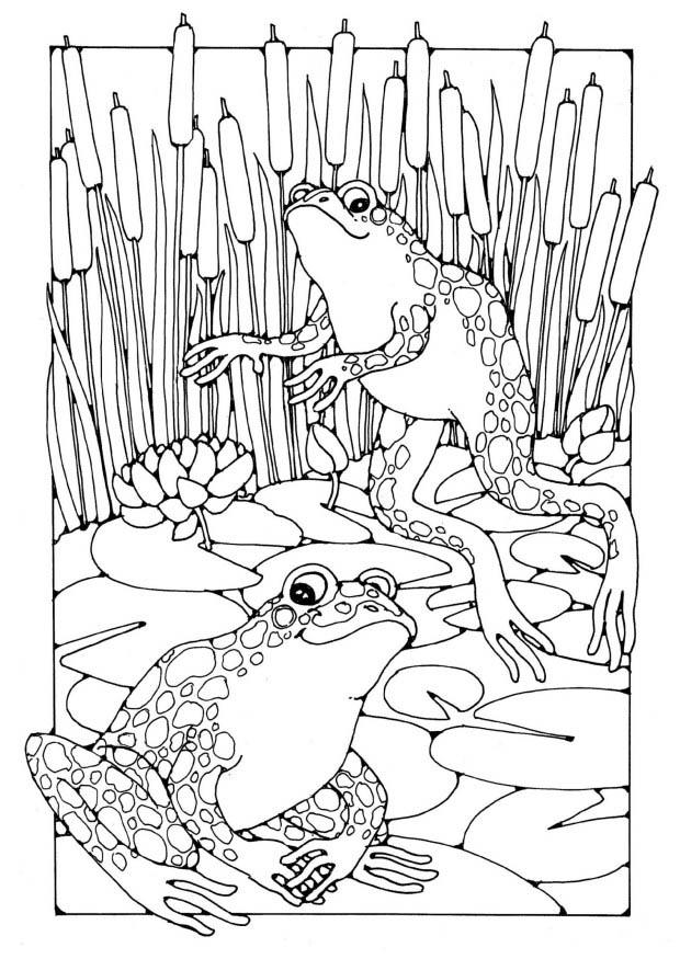Página para colorir: Sapo (animais) #7716 - Páginas para Colorir Imprimíveis Gratuitamente