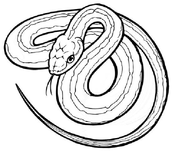 Desenho gratuito Serpente #14361 da colecao Animais para imprimir