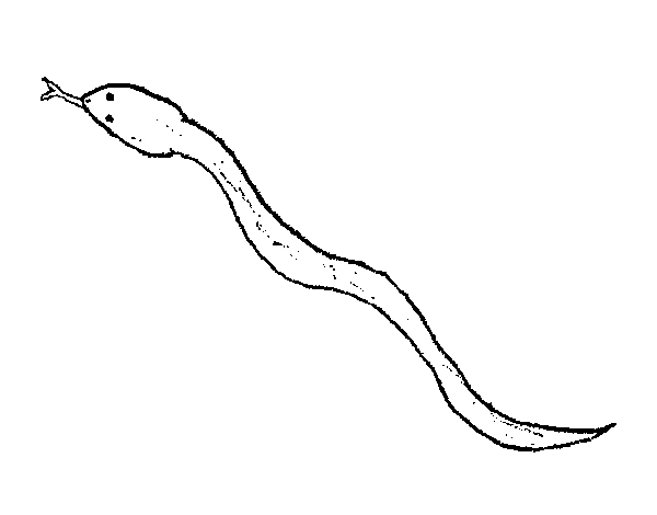 Linda página de Serpente #14522 para colorir, da coleção Animais, baixe grátis