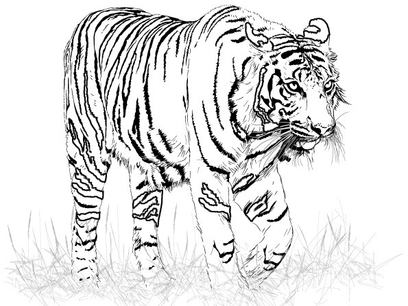 Página para colorir: Tigre (animais) #13599 - Páginas para Colorir Imprimíveis Gratuitamente
