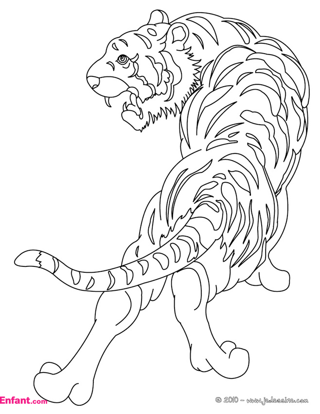 Página para colorir: Tigre (animais) #13600 - Páginas para Colorir Imprimíveis Gratuitamente