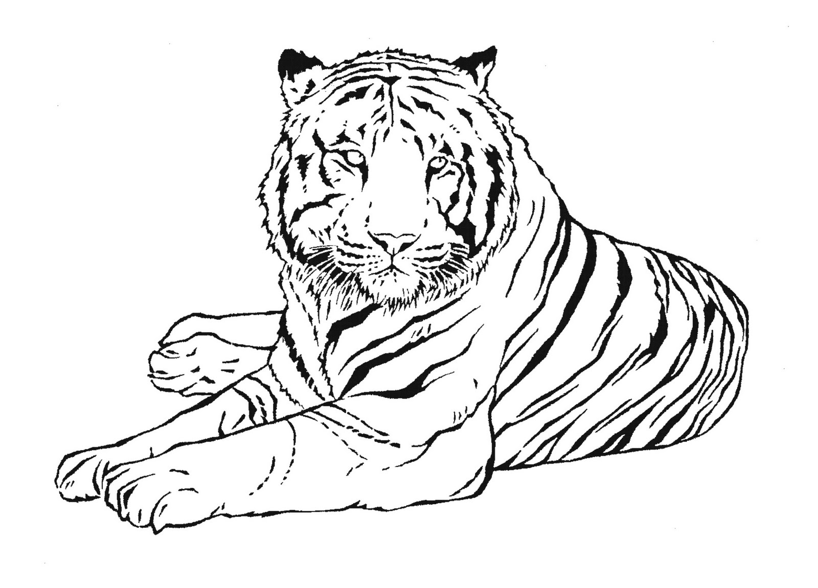 Página para colorir: Tigre (animais) #13601 - Páginas para Colorir Imprimíveis Gratuitamente