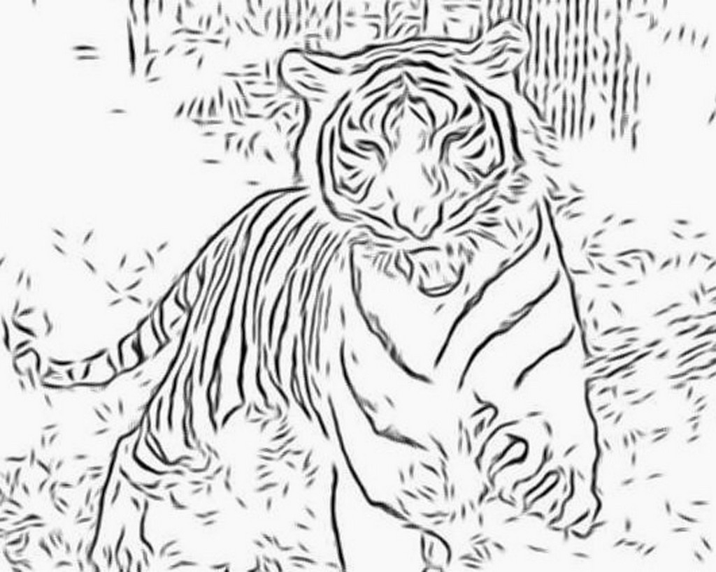 Página para colorir: Tigre (animais) #13606 - Páginas para Colorir Imprimíveis Gratuitamente