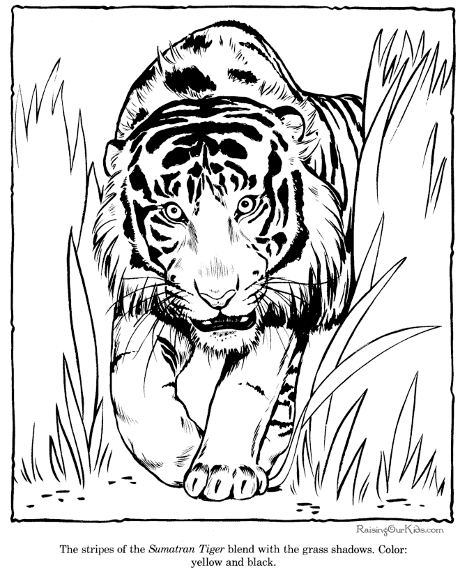 Página para colorir: Tigre (animais) #13664 - Páginas para Colorir Imprimíveis Gratuitamente
