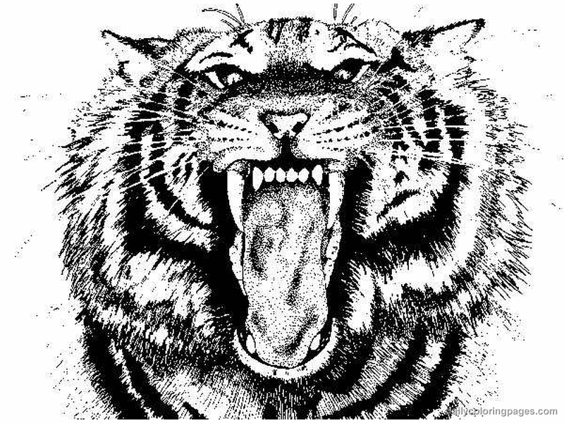 Página para colorir: Tigre (animais) #13679 - Páginas para Colorir Imprimíveis Gratuitamente