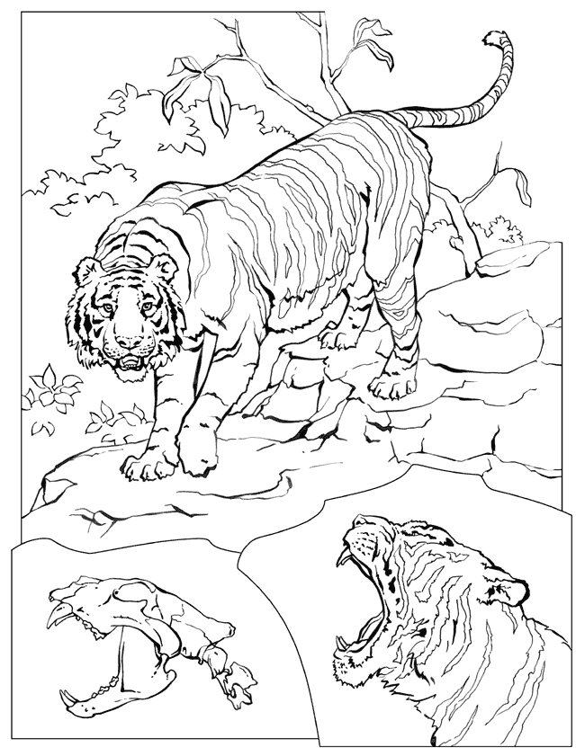 Página para colorir: Tigre (animais) #13683 - Páginas para Colorir Imprimíveis Gratuitamente