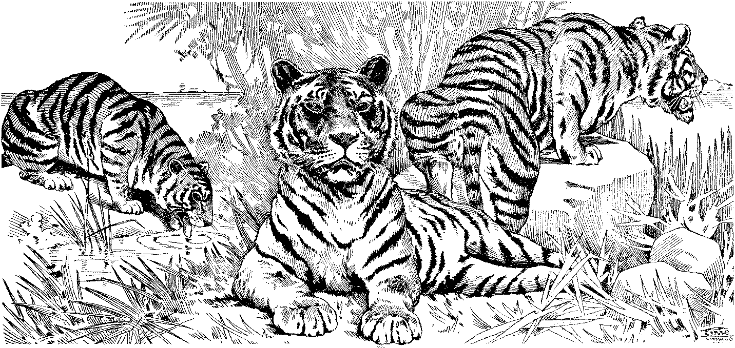 Página para colorir: Tigre (animais) #13691 - Páginas para Colorir Imprimíveis Gratuitamente