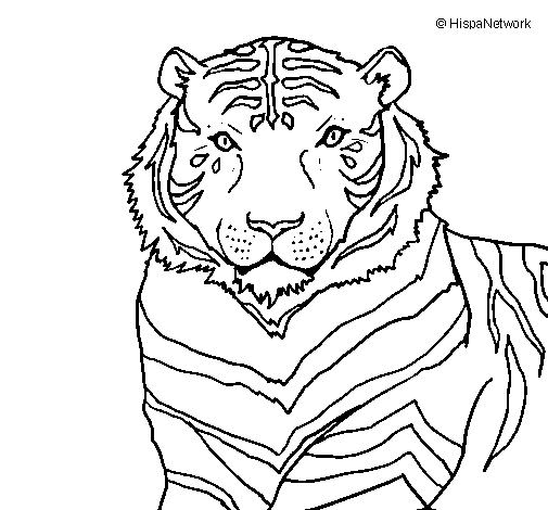 Página para colorir: Tigre (animais) #13772 - Páginas para Colorir Imprimíveis Gratuitamente