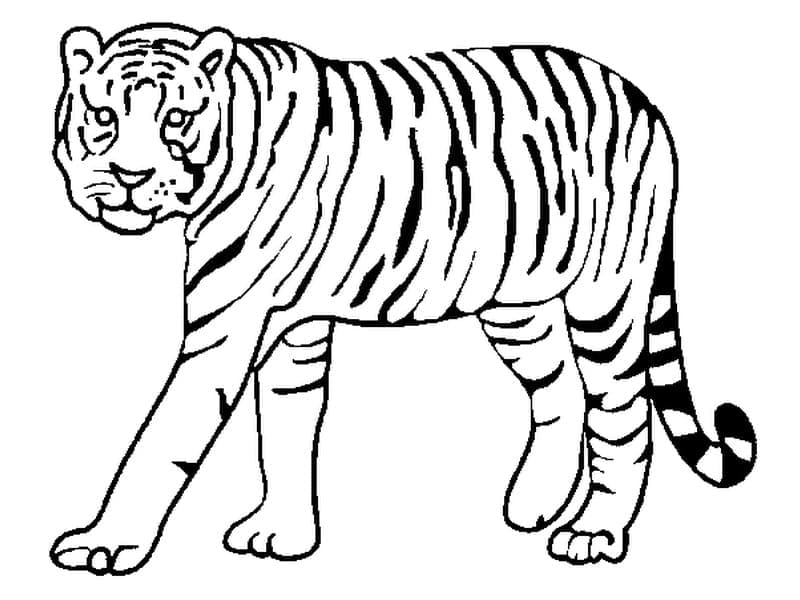 Desenho gratuito Tigre #174925 da colecao Animais para imprimir