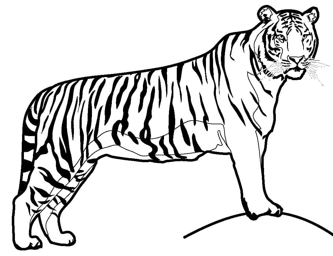 Desenho gratuito Tigre #174931 da colecao Animais para imprimir