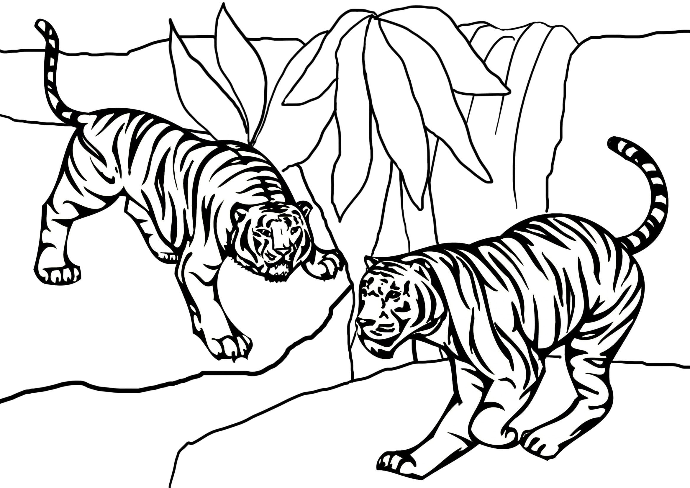 Desenho gratuito Tigre #174938 da colecao Animais para imprimir