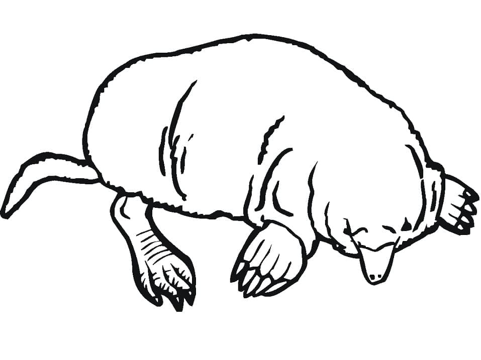 Desenho gratuito Toupeira #210786 da colecao Animais para imprimir