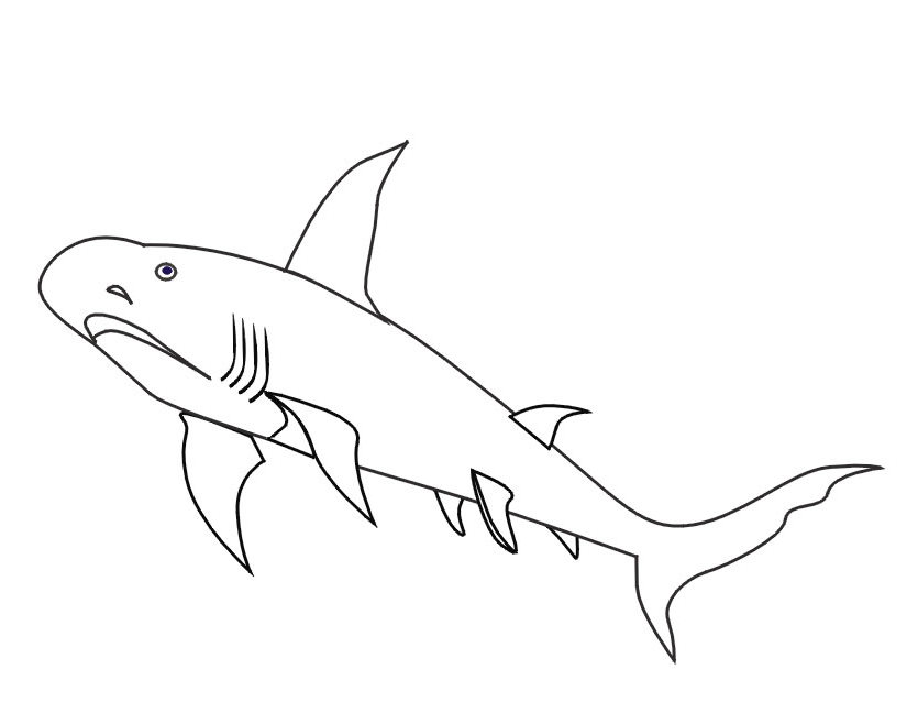 Página para colorir: Tubarão (animais) #14882 - Páginas para Colorir Imprimíveis Gratuitamente
