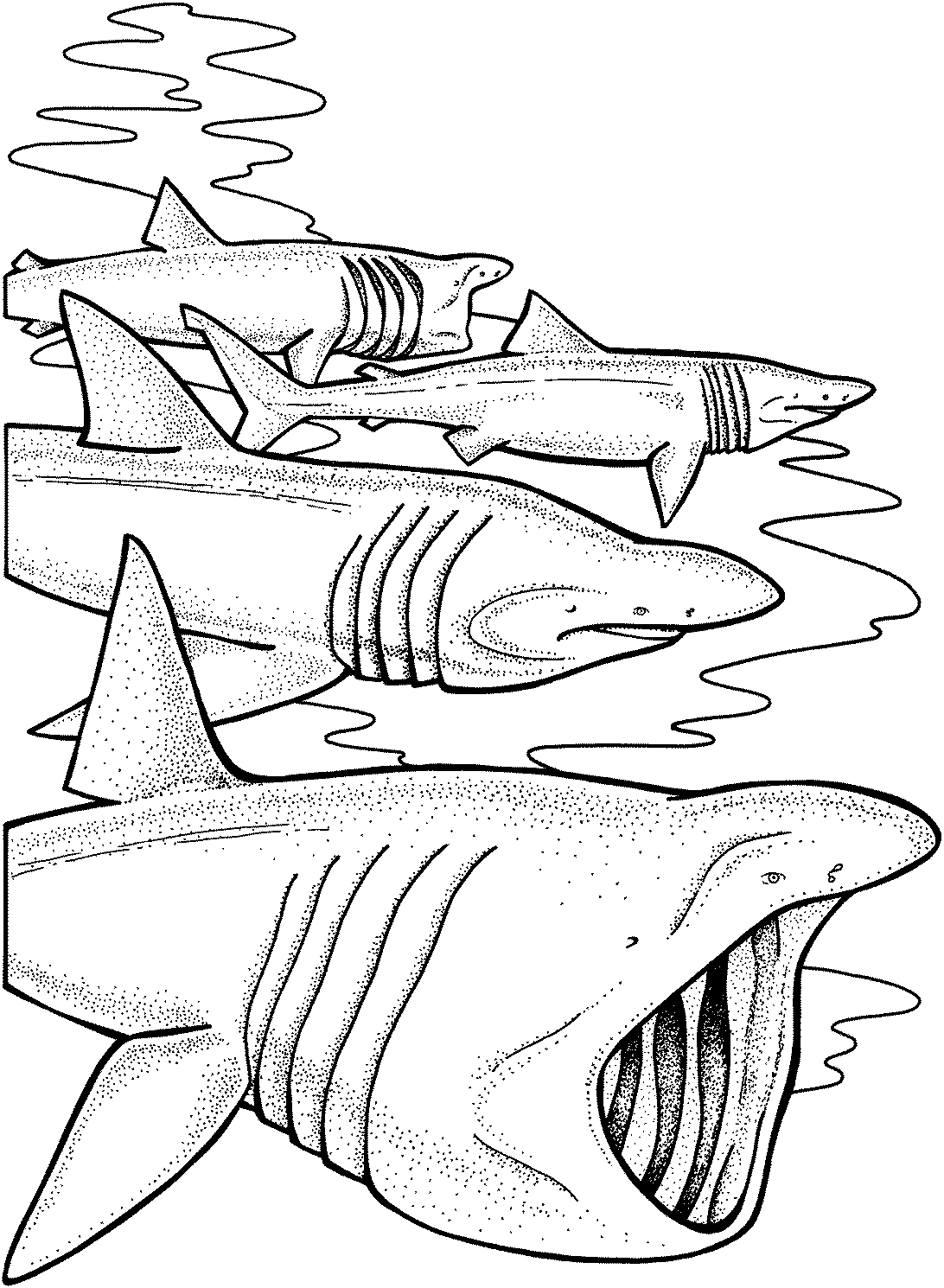 Página para colorir: Tubarão (animais) #14902 - Páginas para Colorir Imprimíveis Gratuitamente