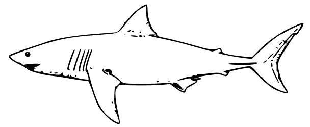 Página para colorir: Tubarão (animais) #14910 - Páginas para Colorir Imprimíveis Gratuitamente